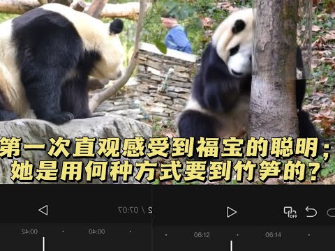 2025.12.18第一次直观感受到福宝的聪明；奶爸叫回家已读不回，必须得出来请；要小竹笋只能自己想方法#panda #大熊猫 #福宝 #fubao