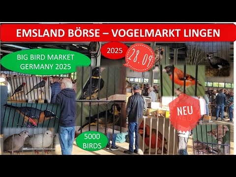 Riesiger Emsland Vogelmarkt - Vogelbörse Lingen 28.09.2025 -Bird Market Germany 2025-mercado de aves