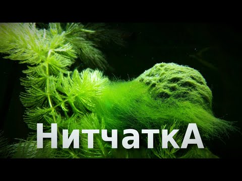 Нитчатка в аквариуме KILL`EM ALL
