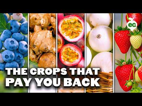 Grow These 29 Perennial Crops for Endless Harvests