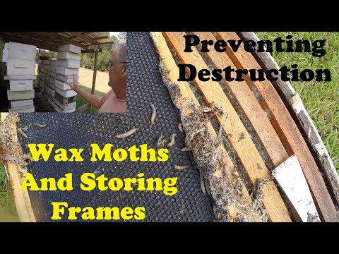 Wax Moth Prevention in Frame Storage