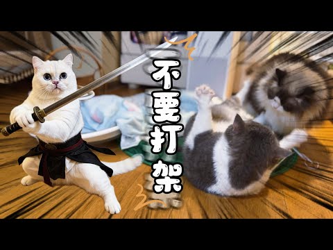 貓咪騎呢￼廣東話日常 神經白貓是兩個貓哥哥的和事喵 感動到落淚！