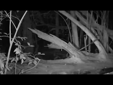 130 Gruselige Aufnahmen Aus Dem Wald (DEZEMBER 2025 SUPERCUT)