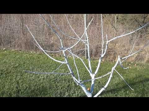 Формировка молодой черешни чашей.