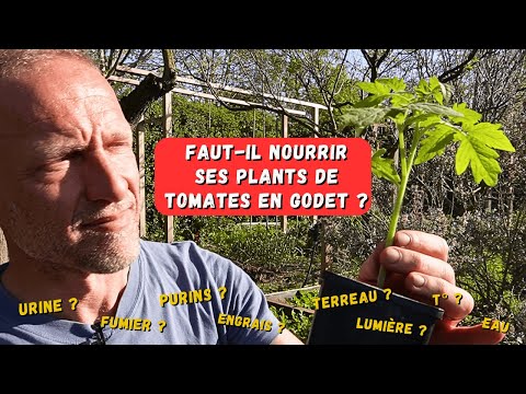 Comment avoir les plus beaux plants de tomates en godet ► Purins - Urine - Fumier - sang séché...?