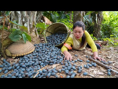 3 years of building a life: Welcoming 5 piglets, Harvesting Cauliflower, Palmyra, Corn, Chicken Eggs