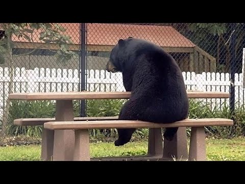 You Will Die Laughing At These Silly Bears 😂 Funniest Animal Videos Ever