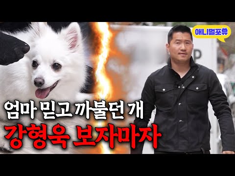 “죽어도 니 팔자야” 비위 맞춰주니 기어오르는 개 참교육하는 강형욱 I KBS 개는 훌륭하다 240422 방송