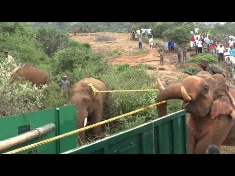 EXCLUSIVE: Operation Madukkarai Maharaja | Dinamalar