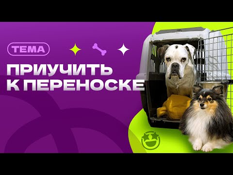 ПРИУЧИТЬ СОБАКУ К ПЕРЕНОСКЕ или клетке, к лежанке, к будке