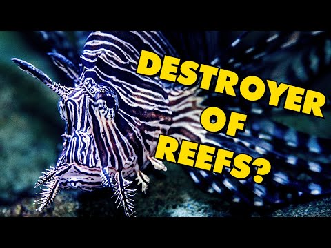 The Destructive Power of the Lionfish | Alien Ocean