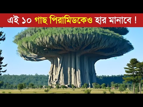 পৃথিবীর সবচেয়ে লম্বা ও বড় ১০টি গাছ..! 😱 || Top 10 Biggest Giant Trees in the World