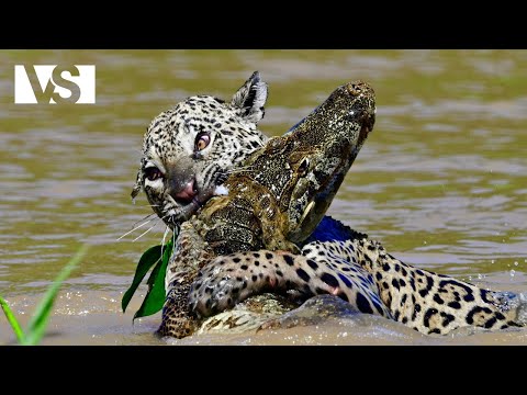 Amazzonia Selvaggia | Predatori Furtivi nella Giungla Più Densa del Mondo - Documentario Animali