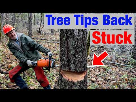 Chainsaw Stuck in a Tree? Here's What Pro Loggers Do