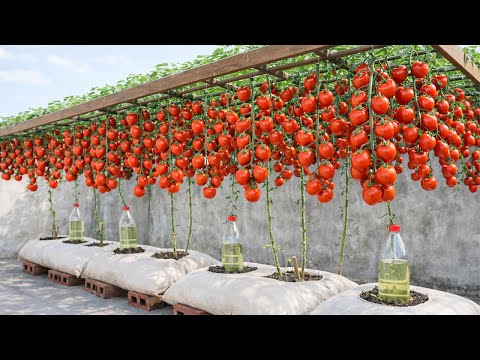 Old Bags, Big Tomatoes: A Tomato Growing Trick That Will Surprise Everyone.