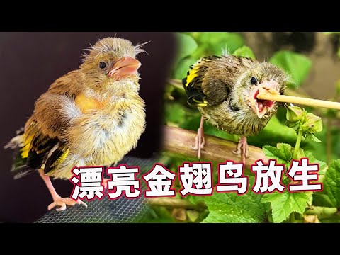 A wild bird was successfully released! The moment you fly, you will know how beautiful it is