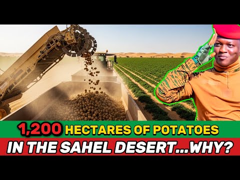 What Really Happens When Burkina Faso Tries to Grow 1,200 Hectares of Potatoes in the Sahel?