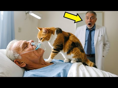 UN CHAT ERRANT ENTRE DANS LA CHAMBRE D’UN MILLIARDAIRE DANS LE COMA… ET UN MIRACLE SE PRODUIT