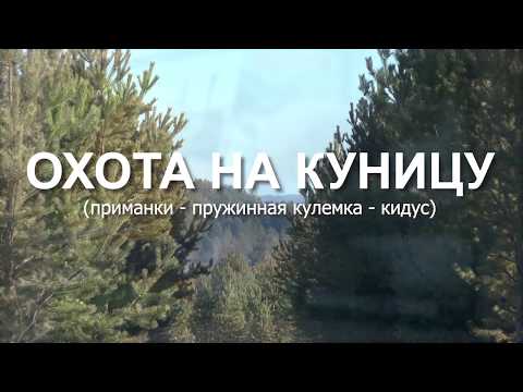 Охота на куницу.Приманки . Кулёмка . Кидус.