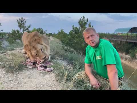 Как лев Султан чуть не СТОЛКНУЛ НАС В ОВРАГ !  Russian Lion man !