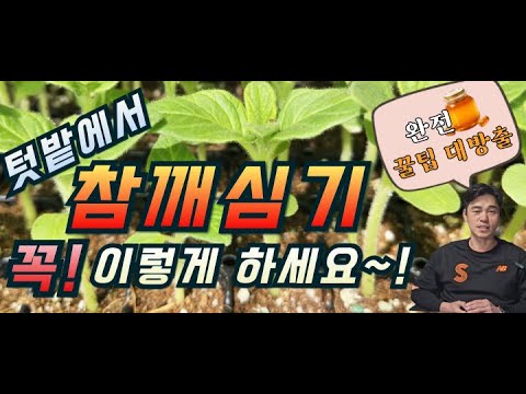 참깨농사 무조건 성공방법.