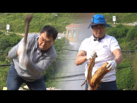 장작 패다 못해 찢는(?) '천하장사 괴력' 이만기 | 섬마을 할매 소매물도 편