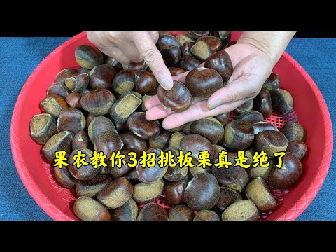 如何挑板栗？怎样去皮快？果农教你3招，挑的准去皮快还是果农最厉害