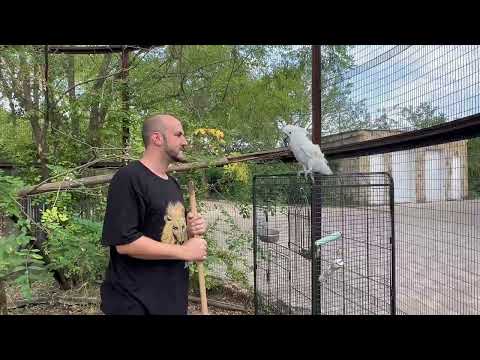 Я НЕ ПОВЕРИЛА своим глазам, добрейшая Кира СТАЛА ГЛАВНОЙ в вольере и Жорик ее боится)))