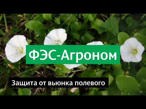 Защита от вьюнка полевого