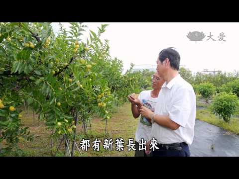 【農夫與他的田】20141004 - 從田裡棗到的幸福