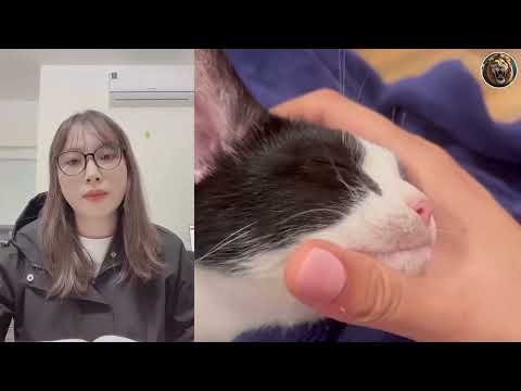 Animals That Asked People for Help & Kindness! #22 | D-Animal Grow Up