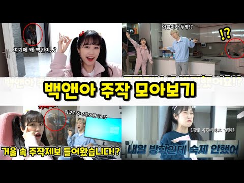 주작 다 걸렸습니다!? 백앤아 주작 모아보기