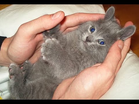 😺 Ты мой зайчик! 🐈 Видео смешных котов и котят для хорошего настроения! 😻