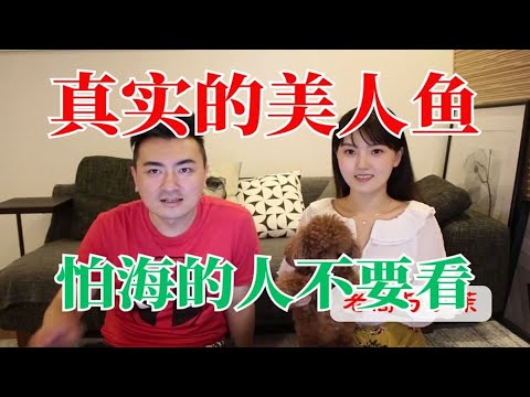 怕海的人不要看，真实的美人鱼   老高与小茉 Mr & Mrs Gao