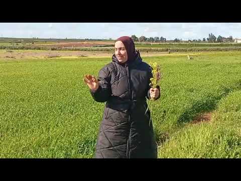 اسعد نهار هو من كنمشي لعروبية زوينة اخوتى والله طبيعة روعة 