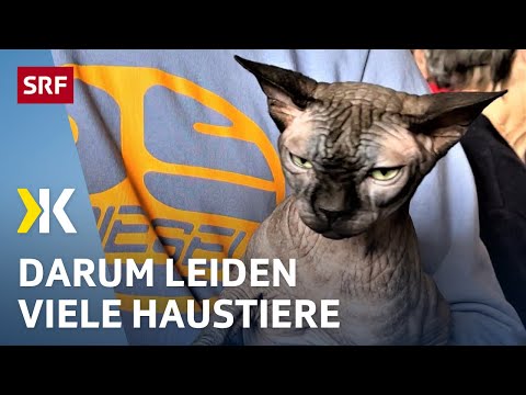 Qualzuchten und zu kleine Käfige: Haustiere in der Schweiz | 2023 | Kassensturz Spezial | SRF