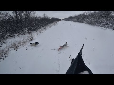 THE HUNT WAS TOO SUCCESSFUL! THERE WERE HARES EVERYWHERE