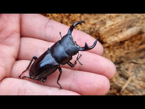 Let's catch a giant stag beetle adult in winter! #FabreII #JeongBre #TogonJoa