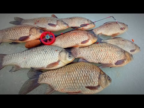 КАРАСІ КОНІ КЛЮЮТЬ ПО ПЕРШОМУ ЛЬОДУ. Зимова риболовля на карася