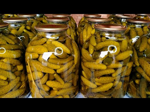 Тузланган бодринг👍 Хрустящие Огурцы на зиму/Bodring tuzlash eng ishonchli usulda/Маринованные Огурцы
