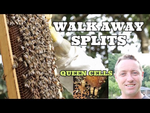 WALK AWAY SPLITS/Start-Finish