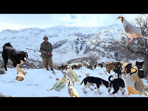 Jahangir and the sheep in the snow battle: The true story of the nomadic life of the Zagros 🔥🐑