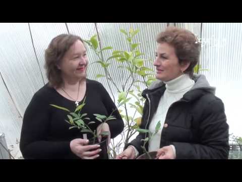 Как вырастить лимон  дома   От черенка до плодов. Сайт "Садовый мир"