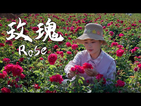 In Yunnan, roses are not just a symbol of romance — they are a real, delicious part of everyday life