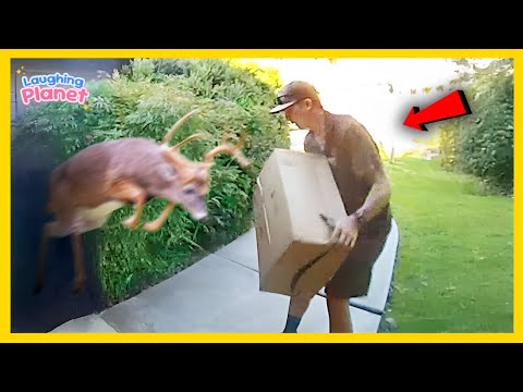 🚚Best Delivery Drivers vs Animals Compilation of All Time!📦| Laughing Planet