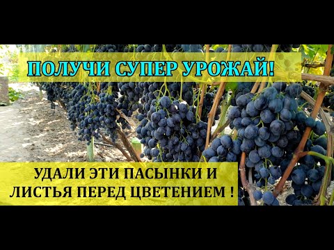 GET A SUPER HARVEST! REMOVE THESE STEPSONS AND LEAVES BEFORE THE GRAPES FLOWER! P.S. SEEDLINGS GI...