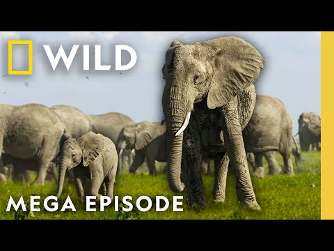 Secrets of the Elephants | Season 1 MEGA EPISODE | Nat Geo Animals