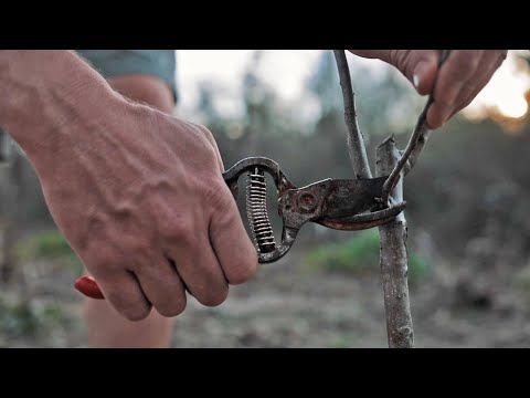 Expert Gardening Secrets To Keep Fruit Trees Small! Pruning Tips and Tricks for Small Space Gardens