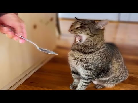 Try Not To Laugh Cats Videos 😸 Dumb action CATS