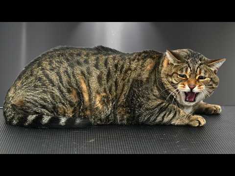 This Cat Is as Spicy as Cinnamon Sugar